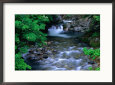 River in Springtime in Aomori-Ken, Shirakami Sanghi, Japan