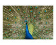 Peacock with Outstreched Plumage