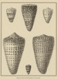 Shells on Khaki VII