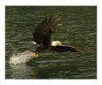 Eagle Strike