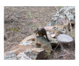 Squirrel Art on the Verge Animals