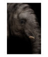 The Elephant Art on the Verge Animals