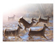 The Whitetail