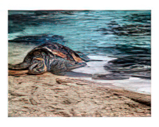 sea turtles laying in the sun