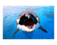 Killer Whale Art on the Verge Animals