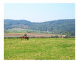 Horses in the Country Art on the Verge Animals