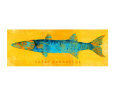 Great Barracuda