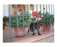 Tiber kitty with geraniums Art on the Verge Animals