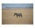 Zebra in Ngorongoro Crater, Tanzania