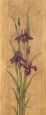 Iris of Delos I