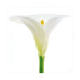 Arum