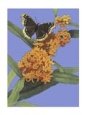 Butterfly Milkweed & Mourning Cloak Butterfly