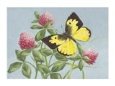Dogface Butterfly on Red Clover