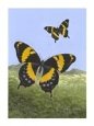 Swallow Tail Butterfly
