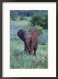 African Baby Elephant, Luxodonta Africana, Tanzania