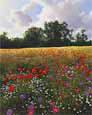 Poppy Field