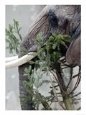 Deu Weihnachten Tannenbaum Zoo