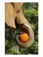 Elephant Grabs a Pumpkin Treat Sunday, October 29, 2006, During Metroboo at Miami Metrozoo in Miami
