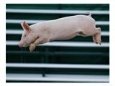 Beauty a 20-Week-Old Pig Flies Through the Air