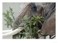 Deu Weihnachten Tannenbaum Zoo