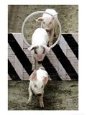 Pigs Compete the Obstacle Race at Pig Olympics Thursday April 14, 2005 in Shanghai, China