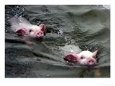 Pigs Compete Swimming Race at Pig Olympics Thursday April 14, 2005 in Shanghai, China