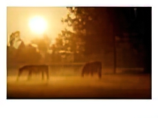 Horses Graze in a Meadow in Early Morning Fog in Langenhagen Near Hanover, Germany, Oct 17, 2006