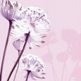 Pastel Lace I Flowers Allium