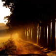 Evenings Glory