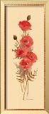 Oriental Poppy