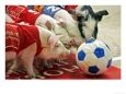 Piglets Challenge for the Ball as They Play Svinoball (Pig Soccer) in Moscow