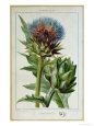 Artichoke, Botanical Plate