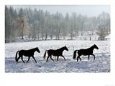 Three Mares Trod Back to Their Stable after a Run Across Snow Covered Fields