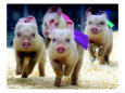 A Group of Eight-Week-Old Pigs Race to the Finish Line During the Sue Wee Pig Races
