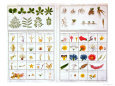 Botanical Table after Carl Von Linne and after Joseph Pitton De Tournefort, Late 18th Century