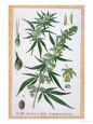 Cannabis Sativa, Botanical Plate