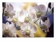 Wild Orchids, Malaysia