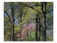 Eastern Redbud Among Oak Trees, Kentucky, USA
