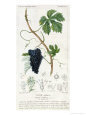 Grape Vine Botanical Plate, circa 1820