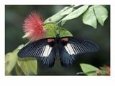 Great Mormon Butterfly