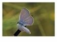 Ceraunus Blue Butterfly Warming Wings at Dawn, Texas, USA