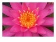 Hybrid Water Lily, Louisville, Kentucky, USA