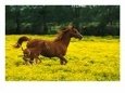 Arabian Foal and Mare Running Through Buttercup Flowers, Louisville, Kentucky, USA