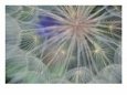 Seed Head Design, Gennesse, Idaho, USA