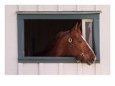 Thoroughbred Race Horse in Horse Barn, Kentucky Horse Park, Lexington, Kentucky, USA