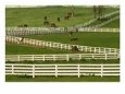 Thoroughbred Horses, Kentucky Horse Park, Lexington, Kentucky, USA