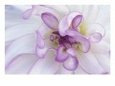 Purple Flower