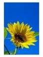 Sunflower in Blue Sky, Seattle, Washington, USA