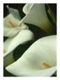 Cala Lillies, Big Sur, California, USA