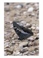 Butterfly, Gombe National Park, Tanzania
